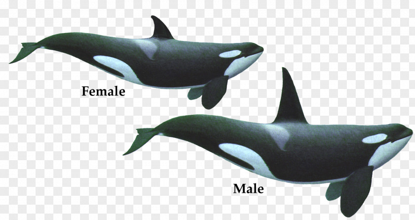 Killer Whale Hd Toothed Dolphin PNG
