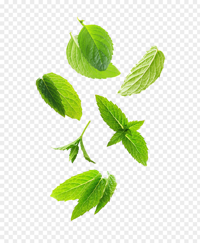 Swirling Leafy Herbs Leaf Green Plant Stem Herb PNG