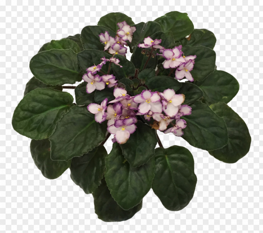 African Violets Violet Society Of America Flowerpot PNG