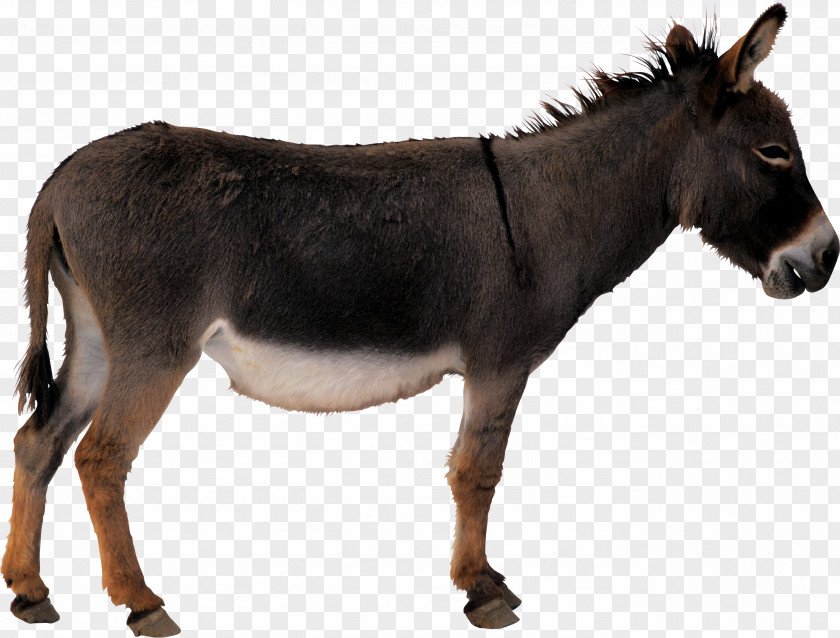 Donkey Horse Clip Art PNG