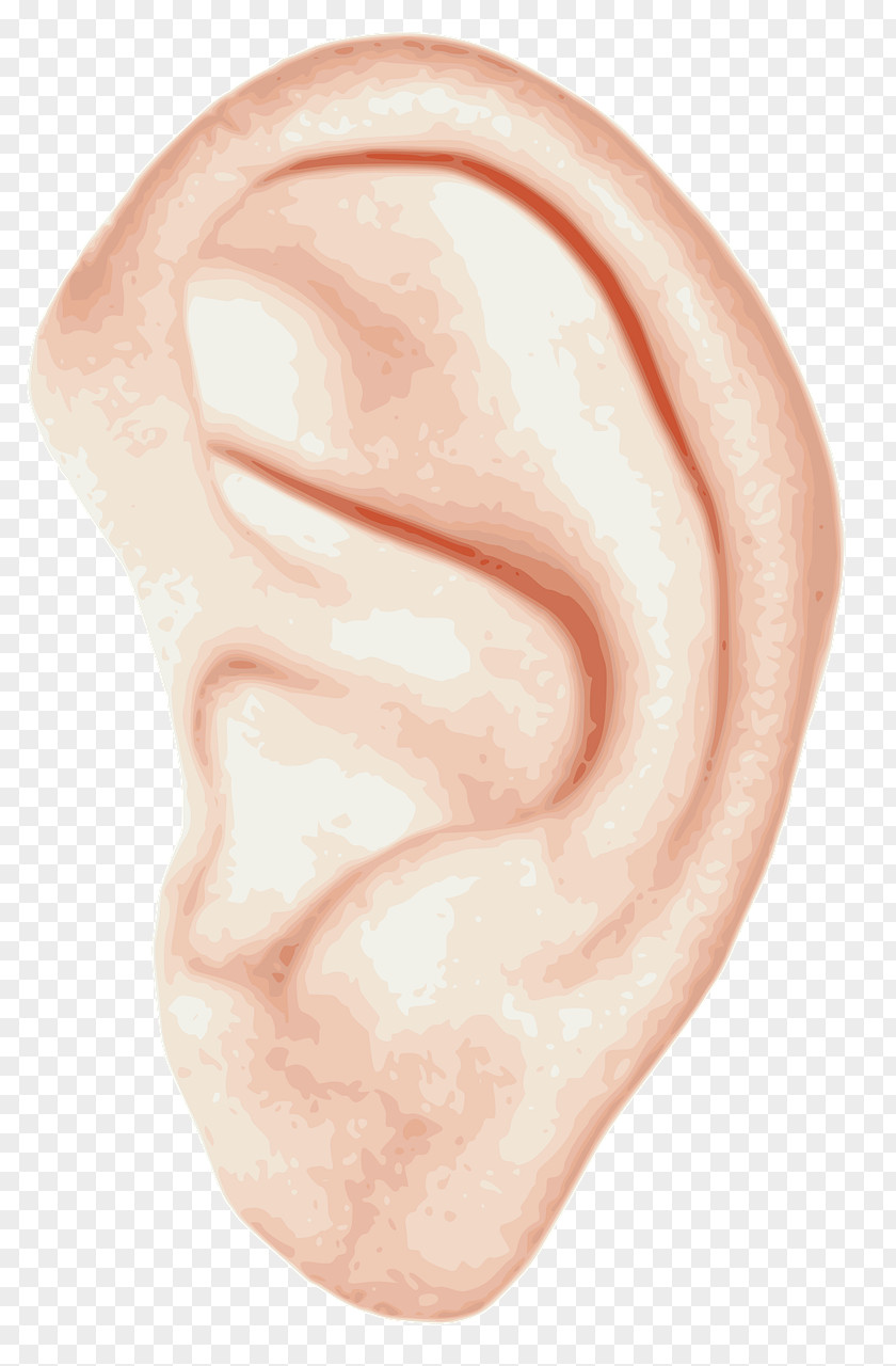 Loupe Ear Homo Sapiens Clip Art PNG