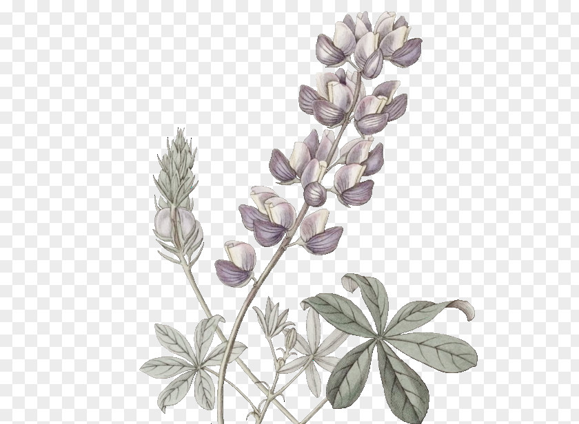 Botanical Vector Bluebonnet Stock Photography Illustration Drawing Watercolor Painting PNG