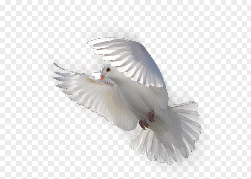Geese Fly Columbidae Doves As Symbols Release Dove Bird PNG