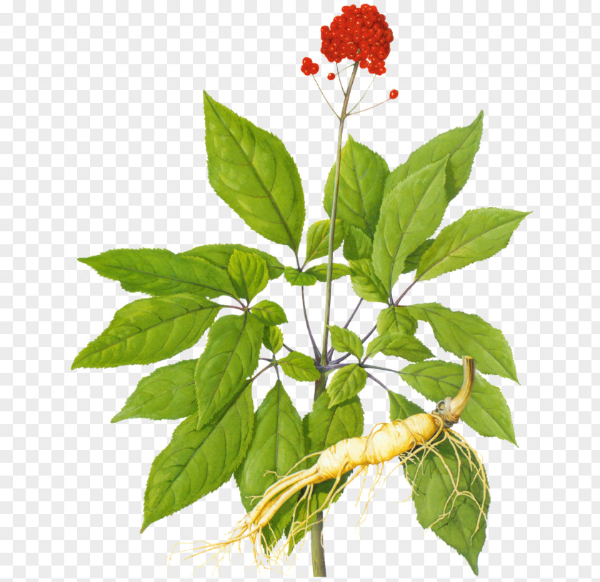 Ginger American Ginseng Asian Ginsenoside Extract Siberian PNG