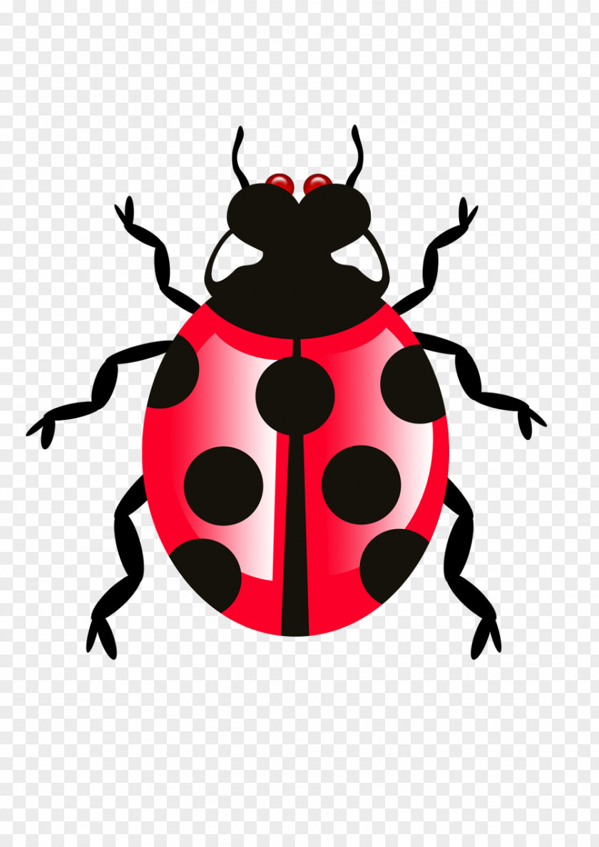 Insect Beetle Pest Weevil Darkling Beetles PNG