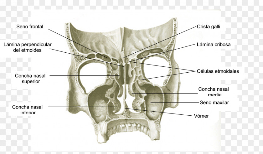 Skull Bone Ear Jaw Nose PNG