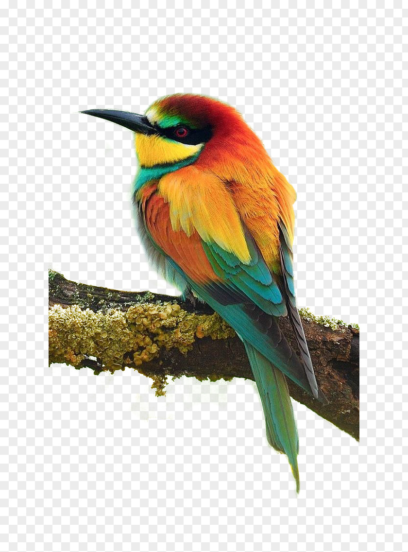 Bird Parrot European Bee-eater Cuteness Wallpaper PNG