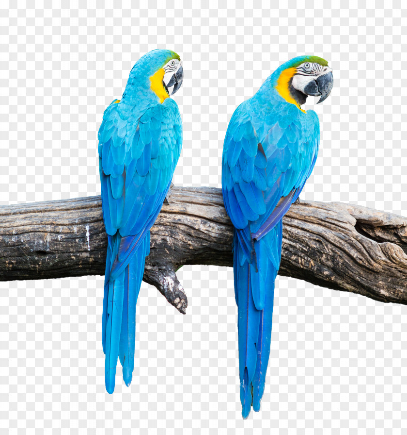 Blue Parrot Blue-and-yellow Macaw Scarlet Bird PNG