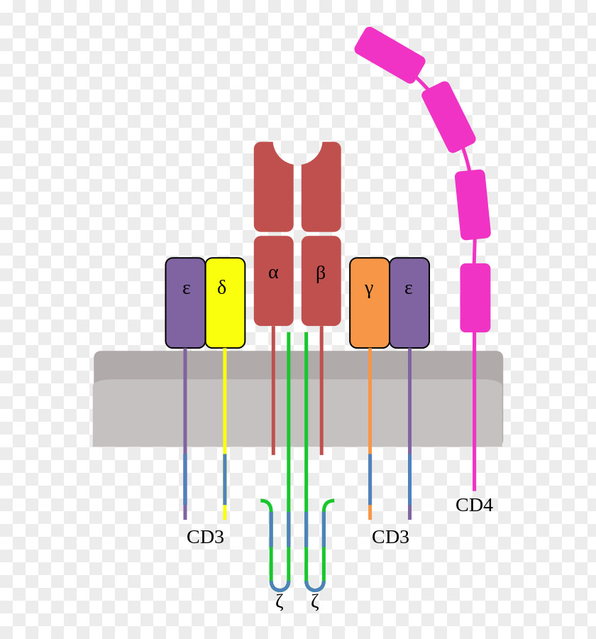Imaginary T-cell Receptor T Cell Lymphocyte CD3 PNG