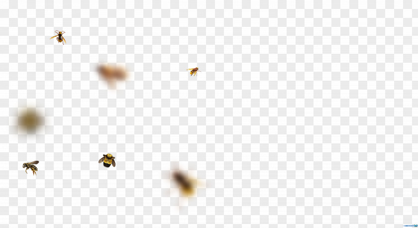 Insect Desktop Wallpaper Pollinator Computer Close-up PNG