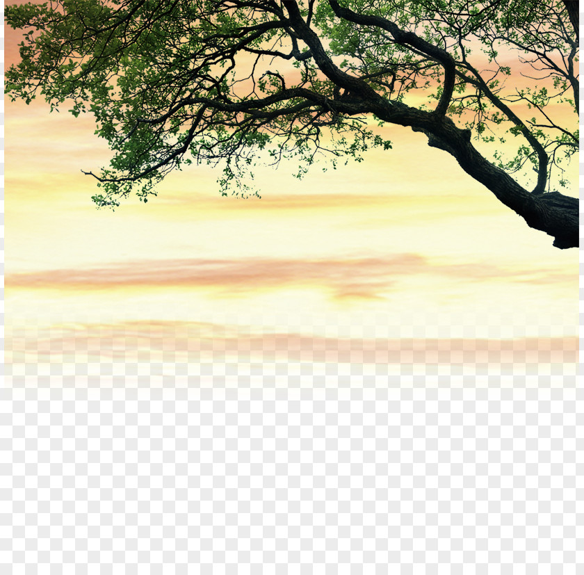 Tree Material Download Bird-and-flower Painting PNG