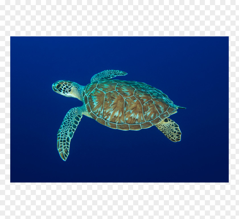 Turtle Loggerhead Sea Leatherback Pond Turtles Reptile PNG