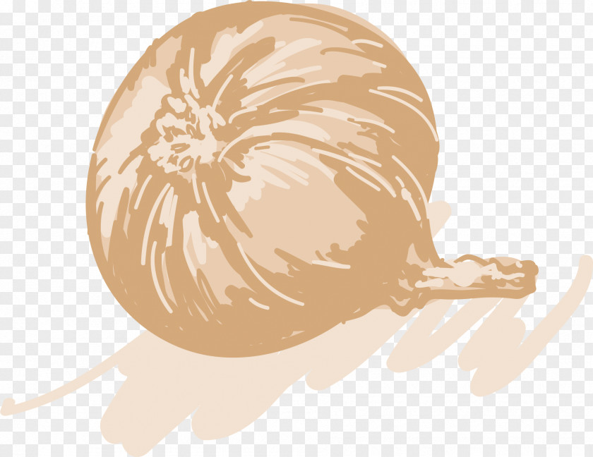 Vector Hand-drawn Sketch Onion Drawing Illustration PNG