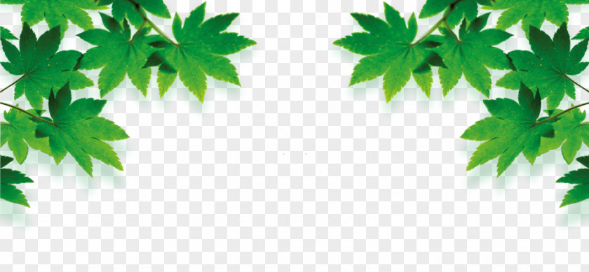 Green Maple Leaves Cosmetics Yellow Poster PNG