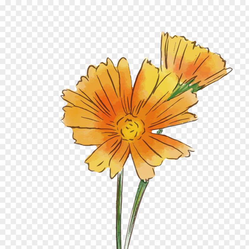 Vector Gerbera Transvaal Daisy Common Flower Chrysanthemum PNG