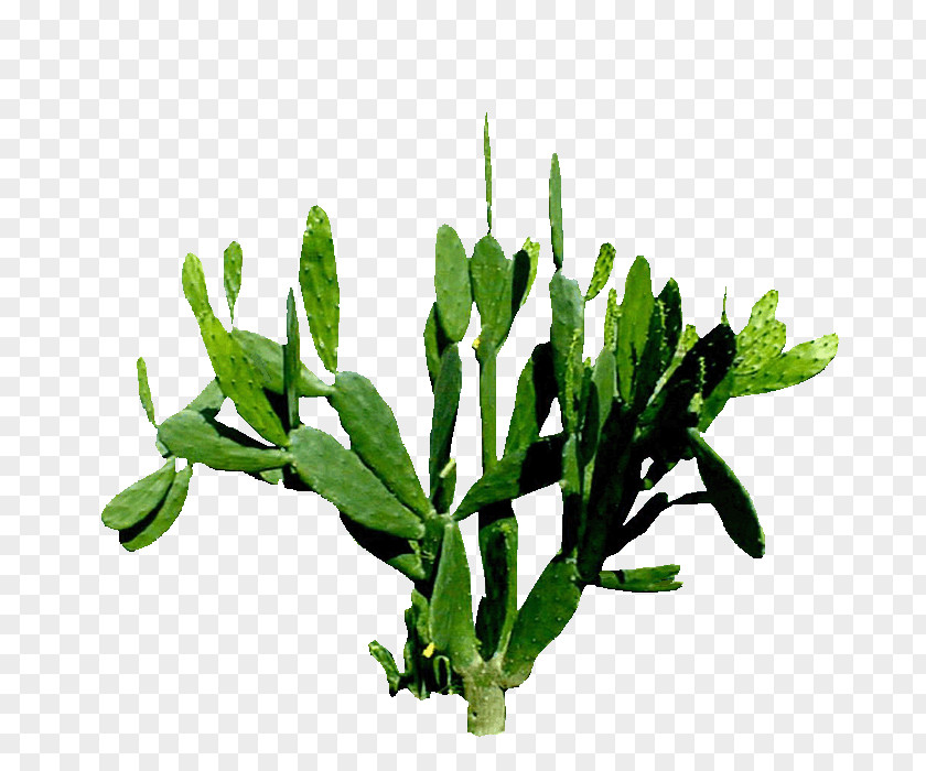Cactus Flower Cactaceae Plant Painting PNG