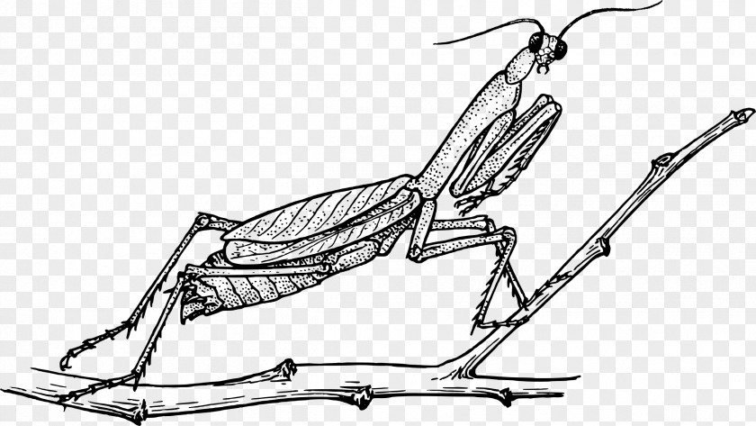 Grasshopper Coloring Book Mantis Insect Doodle PNG