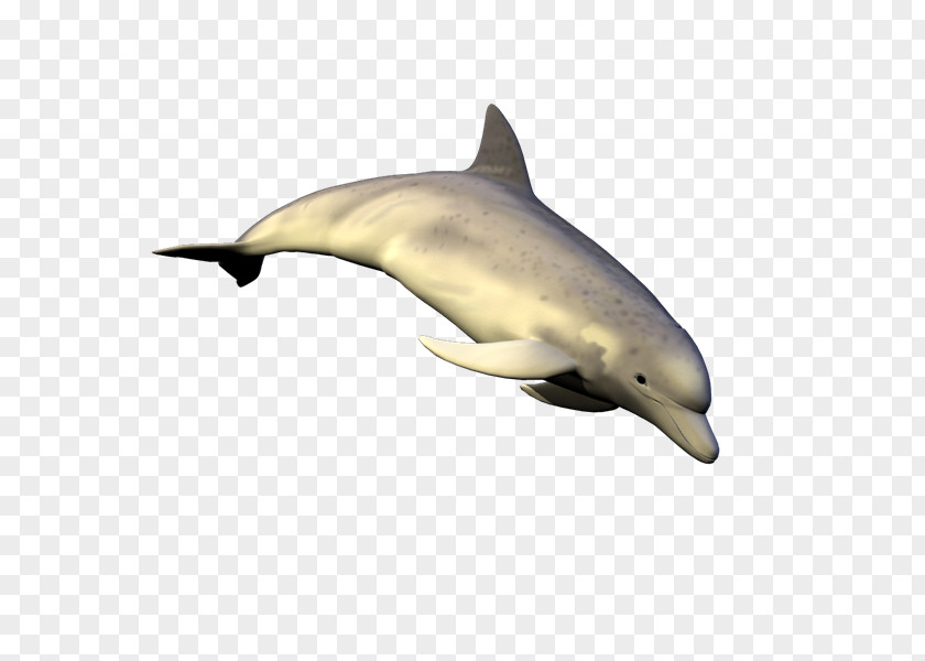 Ku Striped Dolphin Common Bottlenose Short-beaked Tucuxi Rough-toothed PNG
