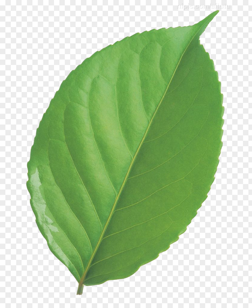 Leaf Circle Green PNG