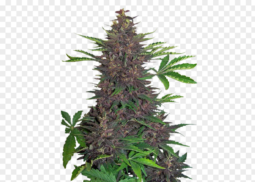 Purple Bud Kush Autoflowering Cannabis Seed Tetrahydrocannabinol PNG