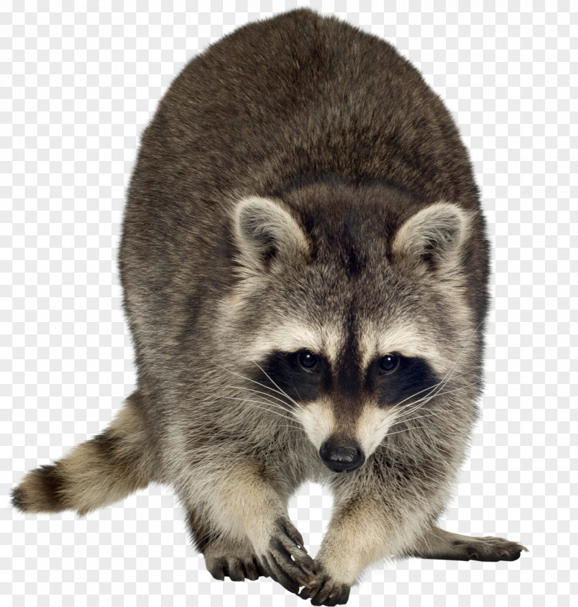 Raccoon Dog Rodent Clip Art PNG