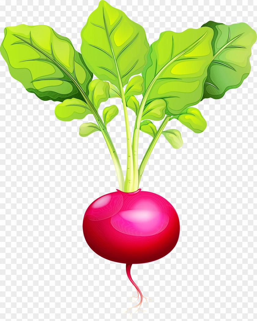 Radish Beetroot Beet Leaf Vegetable PNG