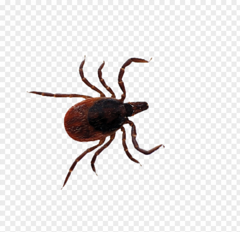 A Deer Stumbled By Stone Tick Lyme Disease Tick-borne PNG