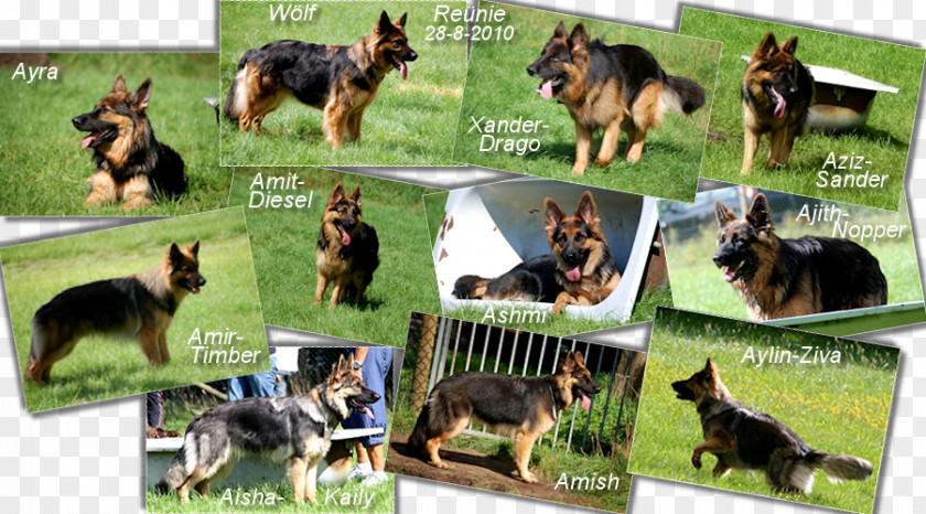 Ajith Images Old German Shepherd Dog Breed Obedience Trial PNG