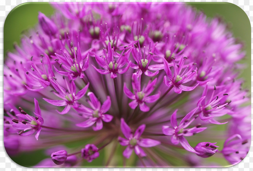 Biesterfeld Chives Herbaceous Plant PNG