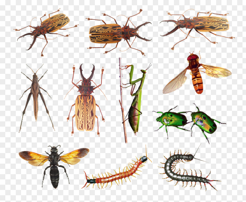 Insect Insects & Spiders European Dark Bee PNG