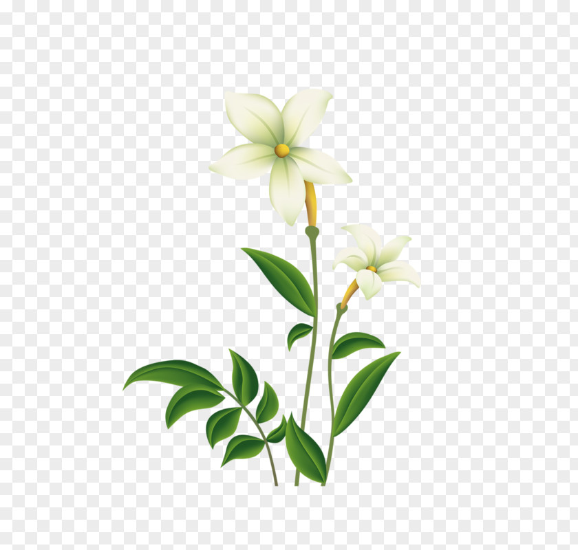 Lily Lilium Flower PNG