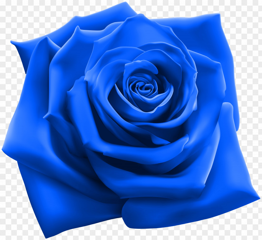 Blue Rose Clipart Image Stock Illustration Photography PNG