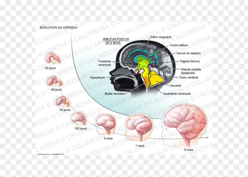 Brain Fornix Human Development Of The Nervous System PNG