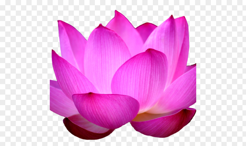 Lakshmi Sacred Lotus Water Lilies Egyptian PNG
