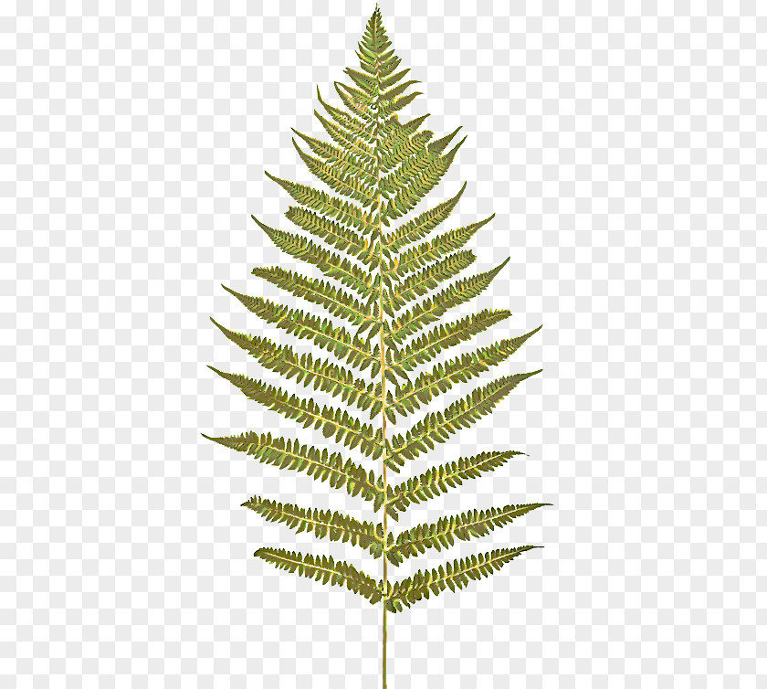 Leaf Lodgepole Pine Yellow Fir Shortleaf Black Spruce White Tree Oregon PNG