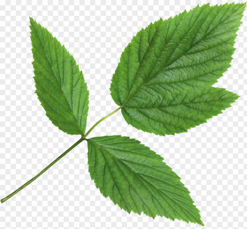 Mint Nettles Herbalism С самого утра Adrenal Gland PNG
