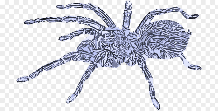 Spider Tarantula Araneus Cavaticus Arachnid Insect PNG