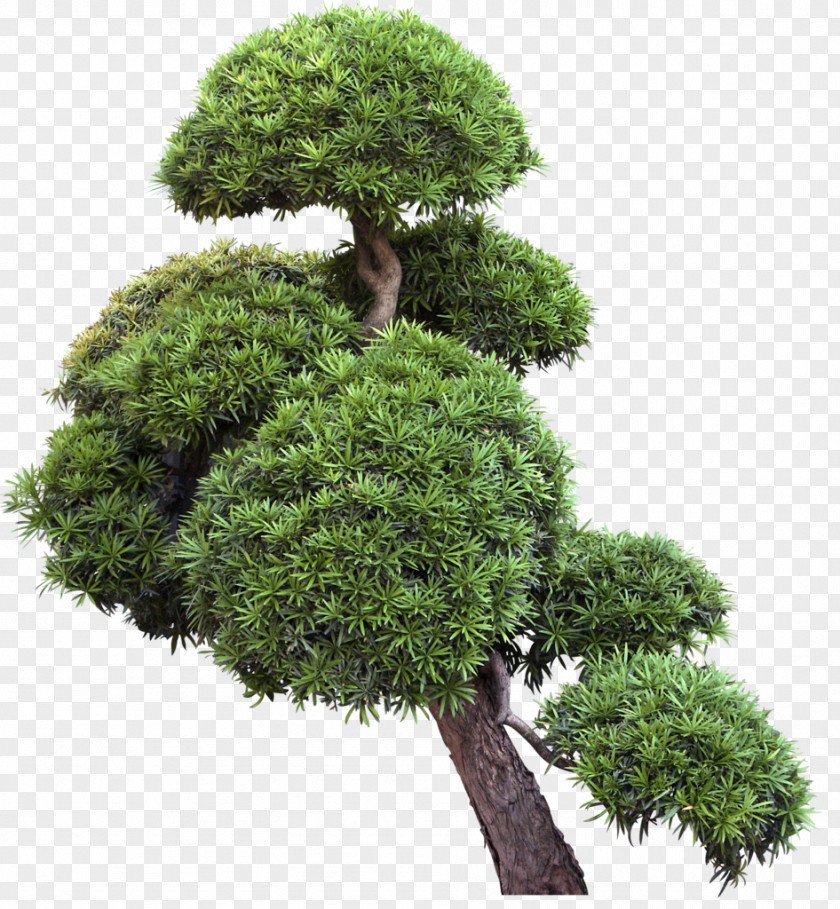 Tree Branch Bonsai Shrub Clip Art PNG