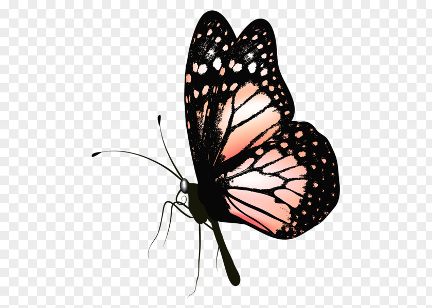 Watercolor Butterfly Clip Art PNG