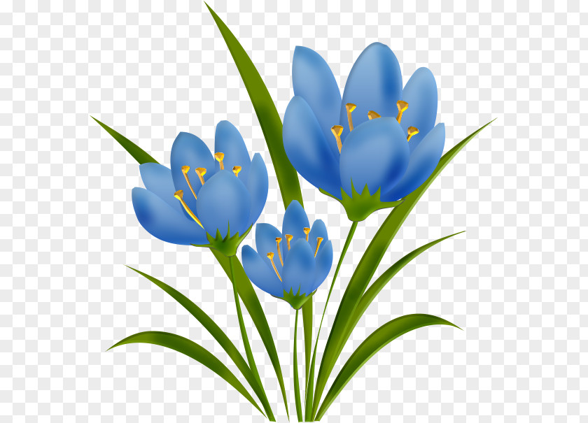 Crocus Tulip Plant Stem Petal Herbaceous PNG