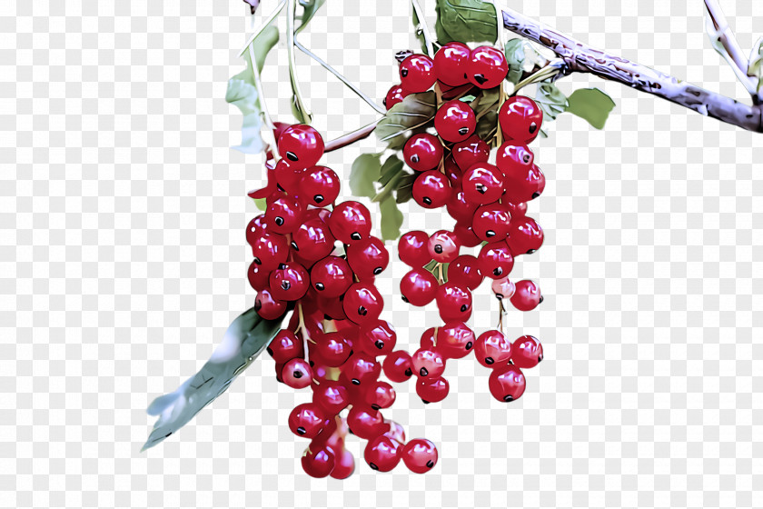 Currant Zante Plant Fruit Berry Seedless Flower PNG