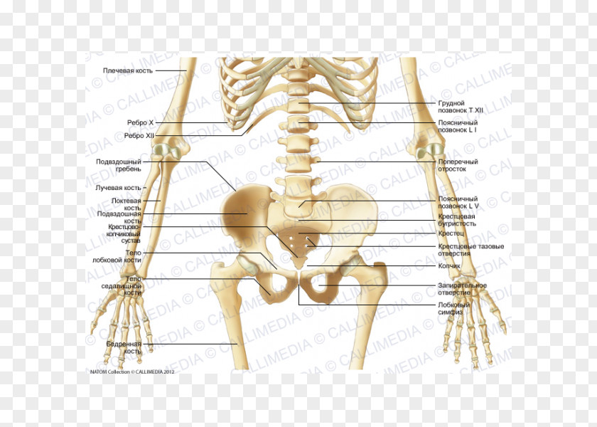 Skeleton Bone Human Abdomen Pelvis PNG