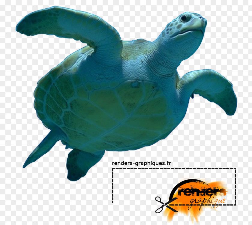 Turtle Loggerhead Sea Marine Biology PNG