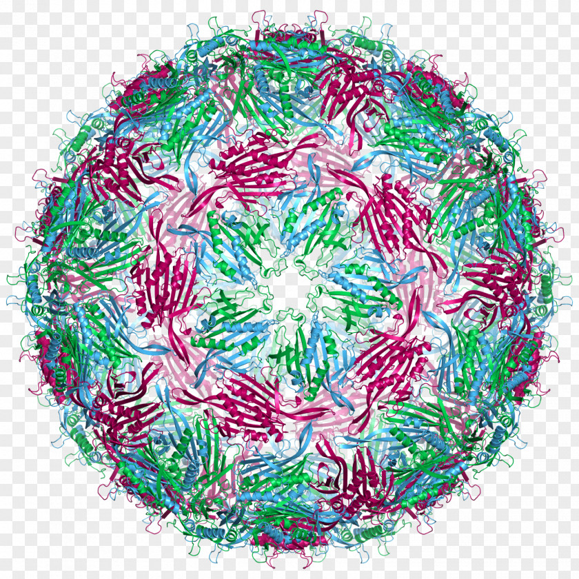 Virus Capsid Bacteriophage MS2 RNA PNG