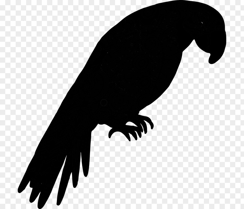 Bird Silhouette Kakapo Beak Animal PNG