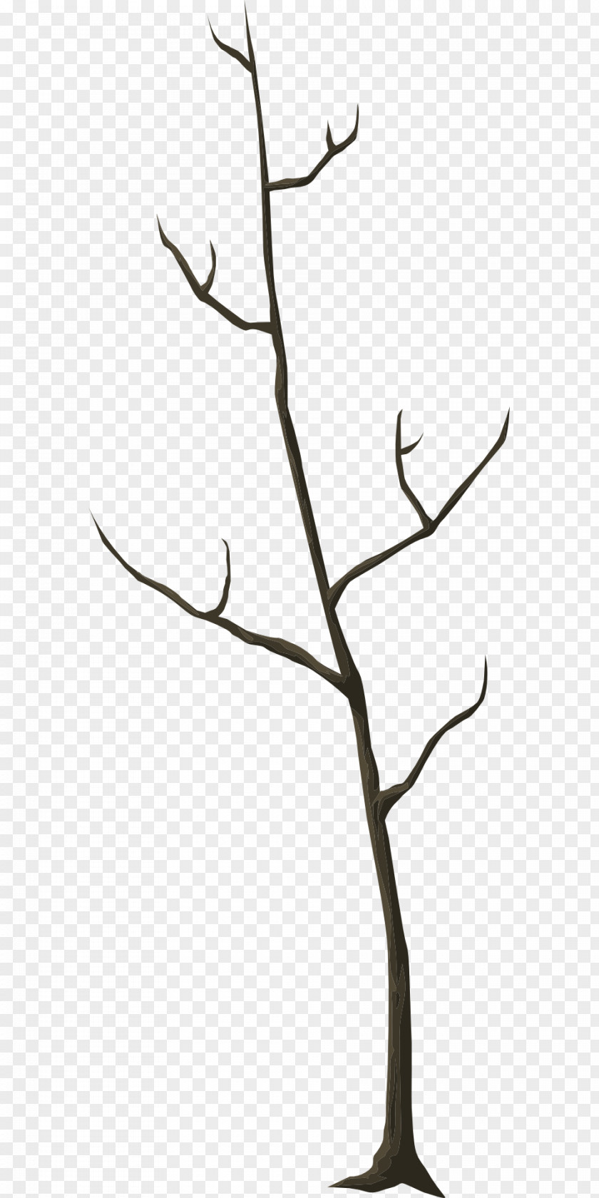 Tree Branch Environment Winter Twig Leaf Trunk PNG