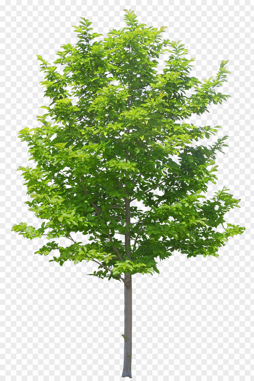 Tree Clip Art Image Design PNG