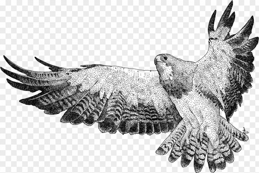 Auburn Illustration Red-tailed Hawk Swainson's Drawing Image PNG