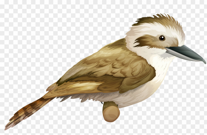Birds Laughing Kookaburra Royalty-free Clip Art PNG