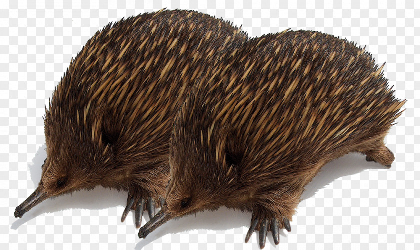 Hedgehog Anteater Domesticated Echidna PNG